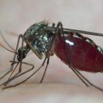 Le virus du Nil occidental circule toujours dans le Var, 11 cas identifiés en France en 2024
Depuis le début de l'année, 10 cas ont été détectés dans le Var et un en Guadeloupe, le 7 août dernier.