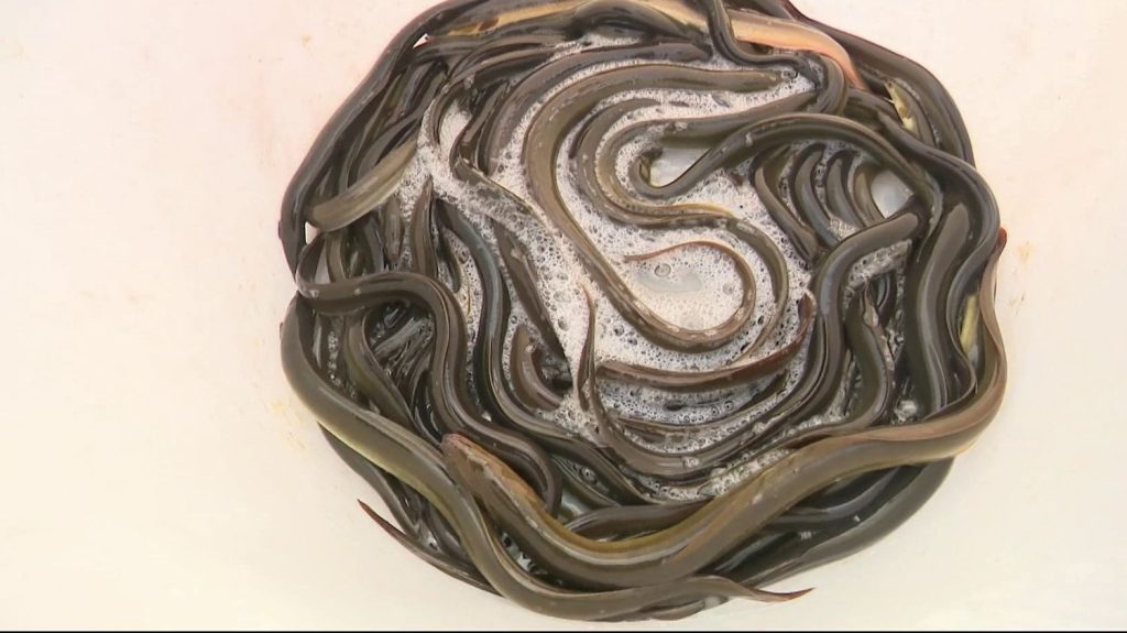 Vendée : l’anguille en voie d’extinction
En Vendée, depuis un an, il est interdit de pêcher les anguilles. Longtemps consommée sans modération, l’espèce est maintenant menacée de disparition.