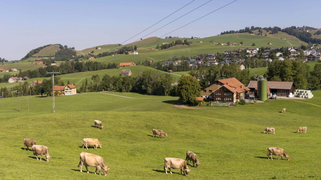 Reportage
"C'est fini, je ne peux plus" : une association suisse propose d'accompagner les éleveurs qui ne veulent plus exploiter des animaux
En Suisse, Virginia Markus a créé une association et un sanctuaire pour accueillir les animaux d'éleveurs volontaires lorsque ceux-ci perdent le sens de leur métier ou veulent arrêter d'élever des animaux pour des raisons éthiques.