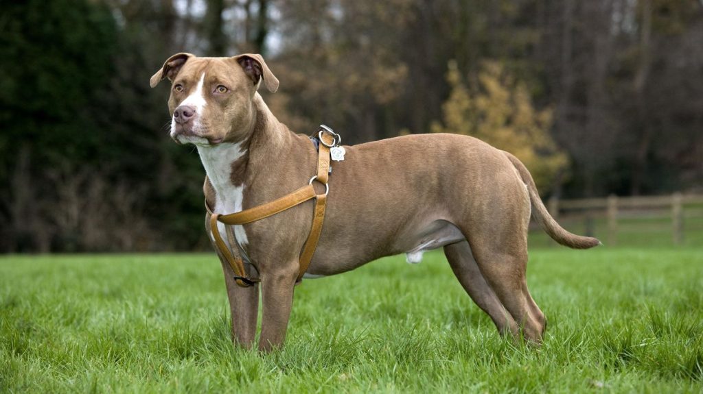 Un bébé de 2 ans gravement blessé par un chien à Urrugne, dans les Pyrénées-Atlantiques
Le bébé a été mordu alors qu'il était avec ses parents et qu'ils ont croisé un homme promenant un chien de catégorie 3. Les parents ont porté plainte.