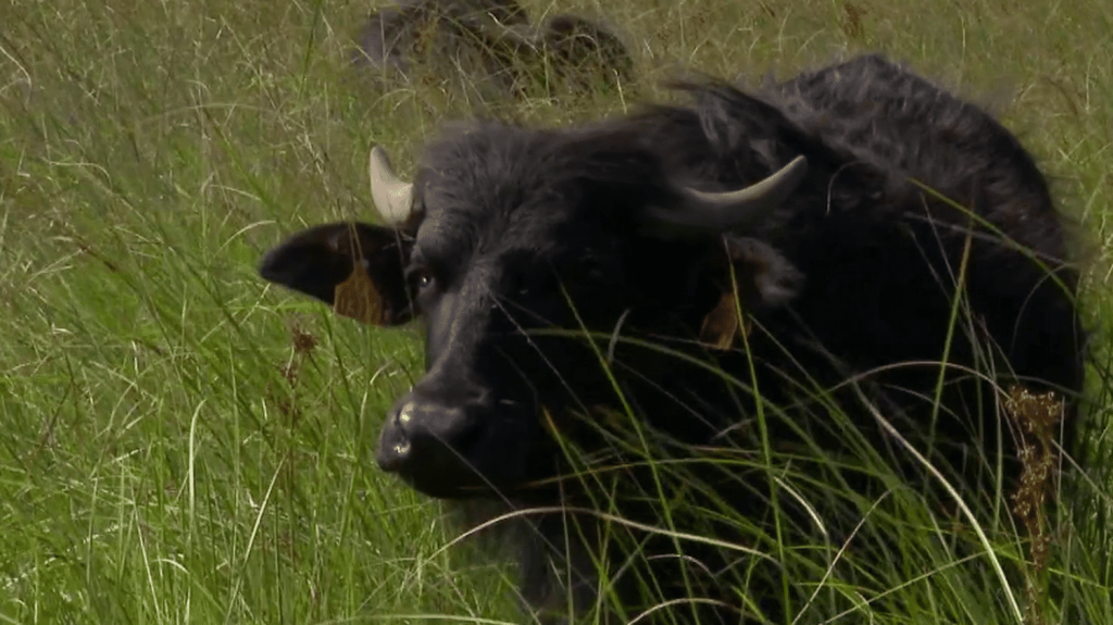 Biodiversité : en Gironde, des buffles pour nettoyer la réserve naturelle de l’étang de Cousseau
Direction la Gironde où, depuis quelques mois, des buffles d'eau paissent dans les marais de Lacanau. Ils ont pour mission d'entretenir les lieux.