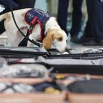 Corée du Sud : un chien renifleur présent à l'aéroport pour traquer les punaises de lit dans les affaires des voyageurs de retour de Paris
La Corée du Sud se méfie des punaises de lit françaises. Les athlètes qui rentrent à Séoul après les JO ont droit à un traitement spécial à l'aéroport : un chien renifleur vérifie qu'ils ne ramènent pas d'insectes indésirables dans leurs bagages.