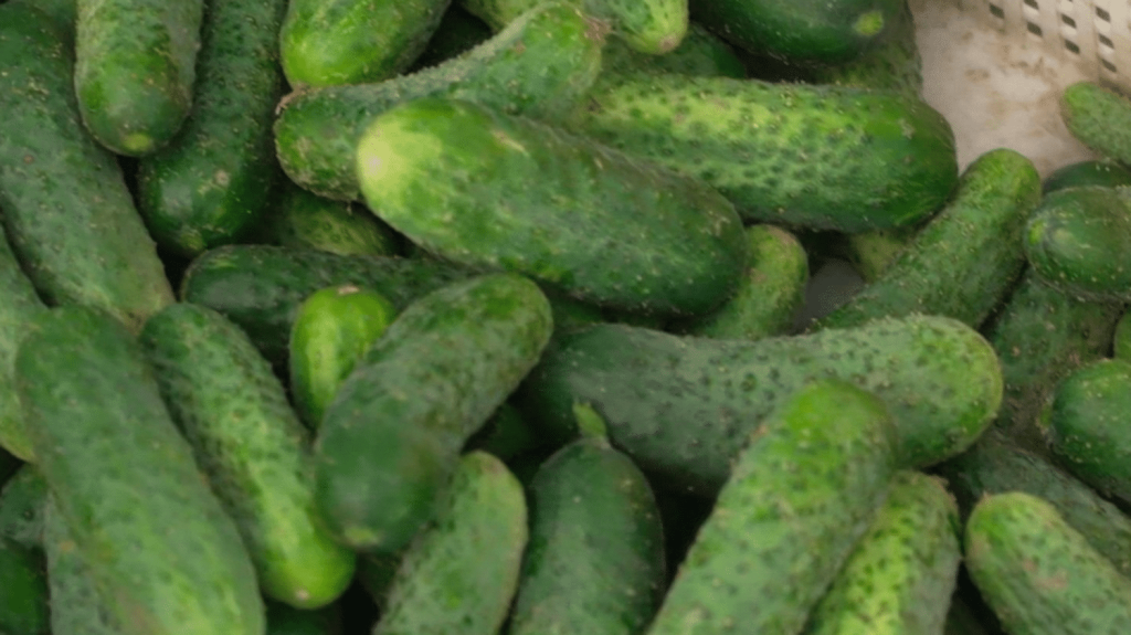 Agriculture : le cornichon français gagne du terrain
Les cornichons, très appréciés avec de la charcuterie dans les sandwichs, ont longtemps été importés d'Inde. Depuis six ans, ils reprennent peu à peu racine en France. Une vingtaine de producteurs se sont lancés dans la culture de ce fruit, qui se récolte au mois d'août.