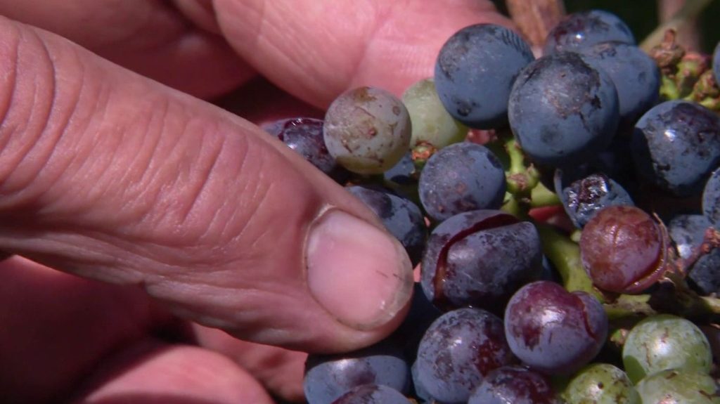 Tarn : des dégâts dans les vignes après de violents orages
Des orages dans le Tarn ont provoqué des dégâts dans plusieurs vignes. À quelques jours de la récolte, les viticulteurs sinistrés sont sous le choc, lundi 26 août.