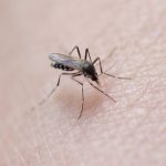 Dix cas de dengue détectés dans le Vaucluse, un cas importé et neuf cas autochtones
Mercredi, un cas autochtone de dengue avait été détecté à Montélimar, dans la Drôme. Au total, il y a eu 16 cas de dengue depuis le début de l'année.