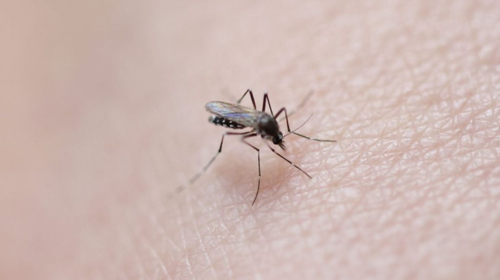 Deux nouveaux cas de dengue autochtones détectés en Occitanie, pour un total de 6 cas en France hexagonale cette année
Avec les Jeux olympiques de Paris, et alors que le moustique tigre est présent dans la grande majorité des départements hexagonaux, les autorités et les épidémiologistes prévoient une encore plus forte circulation du virus pendant l'été.