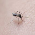 Deux nouveaux cas de dengue autochtones détectés en Occitanie, pour un total de 6 cas en France hexagonale cette année
Avec les Jeux olympiques de Paris, et alors que le moustique tigre est présent dans la grande majorité des départements hexagonaux, les autorités et les épidémiologistes prévoient une encore plus forte circulation du virus pendant l'été.