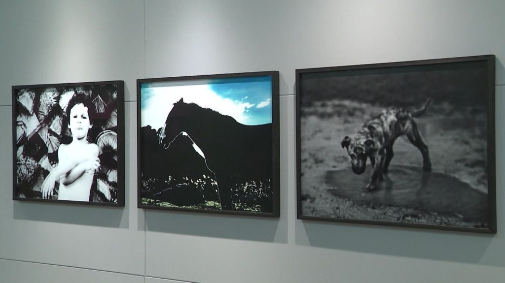 Dans l’Yonne, l’univers du photographe Jean-François Spricigo, lauréat du prestigieux prix Nadar 2023, s’expose à Sens
L’exposition du photographe belge baptisée "Toujours l’aurore" fait une halte dans le magnifique Palais synodal de Sens. 120 clichés, principalement en noir et blanc, sont présentés.