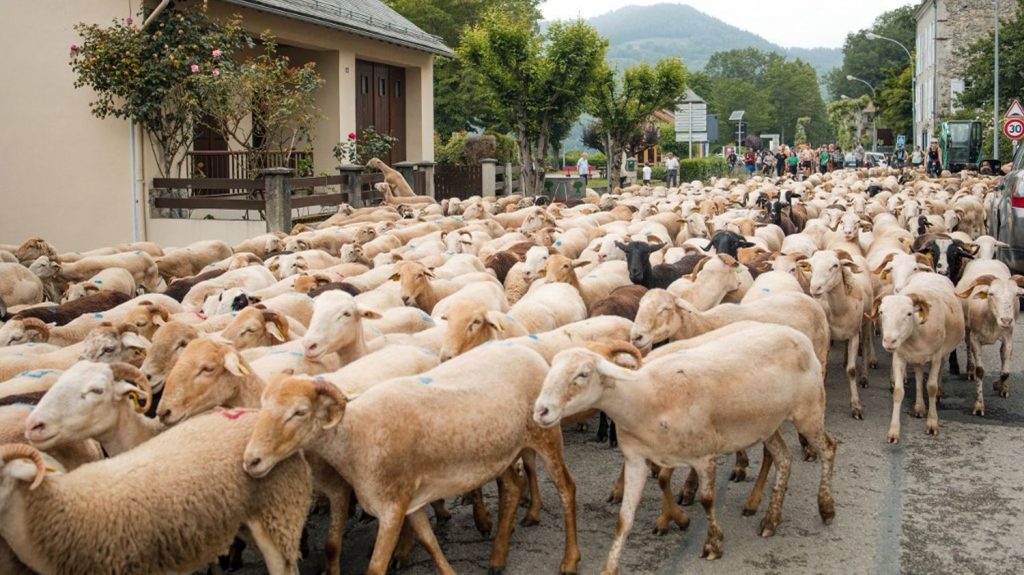 Fièvre catarrhale ovine : "explosion des cas", avec 190 foyers confirmés dans le nord et l'est de la France, annonce le ministère de l'Agriculture
Un précédent bilan du gouvernement faisait état de 41 foyers le 14 août, dans six départements.