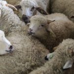 Agriculture : un premier foyer d'un nouveau type de fièvre catarrhale ovine détecté en France
La maladie dite "de la langue bleue", se manifeste par de la fièvre, des troubles respiratoires, une langue pendante ou encore la perte des petits en gestation.