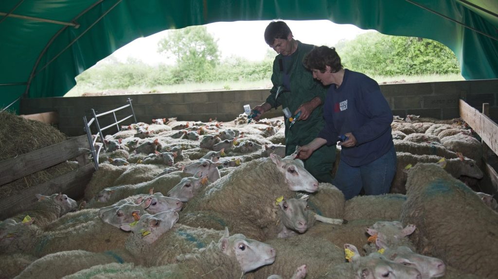Marne : un premier foyer de fièvre catarrhale ovine confirmé dans le département
Cette maladie, dite "de la langue bleue", se transmet par l'intermédiaire d'insectes et peut parfois causer la mort des ovins contaminés. Elle ne touche toutefois pas les humains ni les denrées alimentaires.