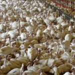 Un nouveau foyer de grippe aviaire détecté dans un élevage de dindes, dans le Morbihan
Il s'agit du deuxième foyer relevé cette saison après celui signalé le 13 août, déjà en Bretagne, dans un élevage de volailles en Ille-et-Vilaine.