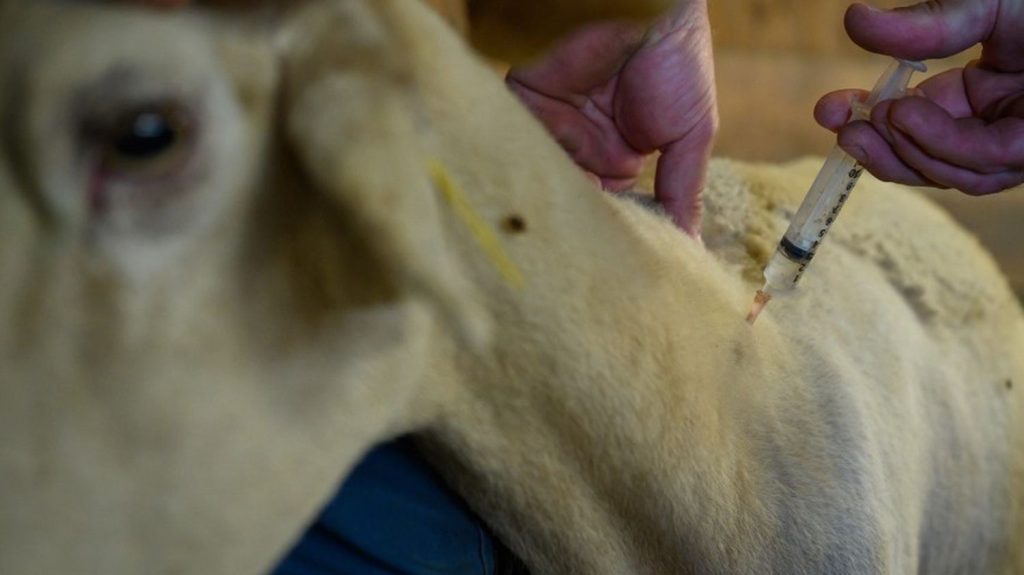 Deux nouveaux foyers d'un nouveau type de fièvre catarrhale ovine détectés en France
Seize élevages sont "susceptibles d'êtres touchés" dans les Ardennes, prévient la préfecture. Un premier cas avait été confirmé mercredi dans le Nord.