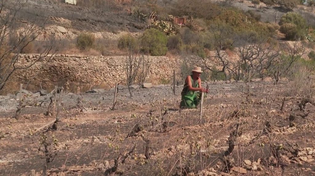 Incendie de Frontignan : des parcelles de vigne dévastées
De nombreuses vignes ont été touchées par l'incendie à Frontignan, dans l'Hérault. En 2024, l'appellation Frontignan devrait être privée de 40 tonnes de raisin.
