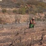 Incendie de Frontignan : des parcelles de vigne dévastées
De nombreuses vignes ont été touchées par l'incendie à Frontignan, dans l'Hérault. En 2024, l'appellation Frontignan devrait être privée de 40 tonnes de raisin.