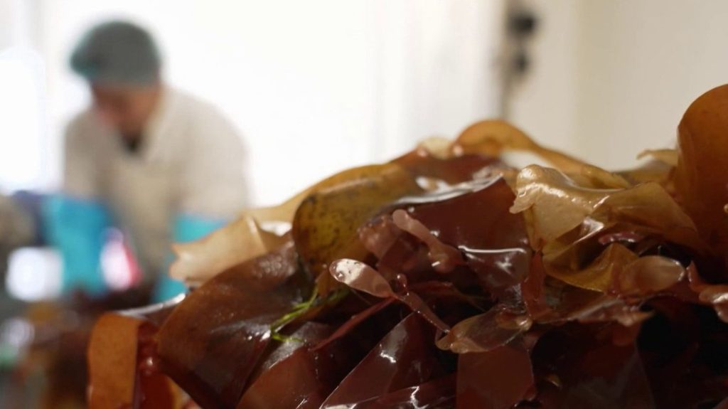 Gastronomie : le juteux marché des algues alimentaires
Le plus grand champ d’algues en Europe se trouve en Bretagne, où cet aliment en plein essor se récolte à la main.