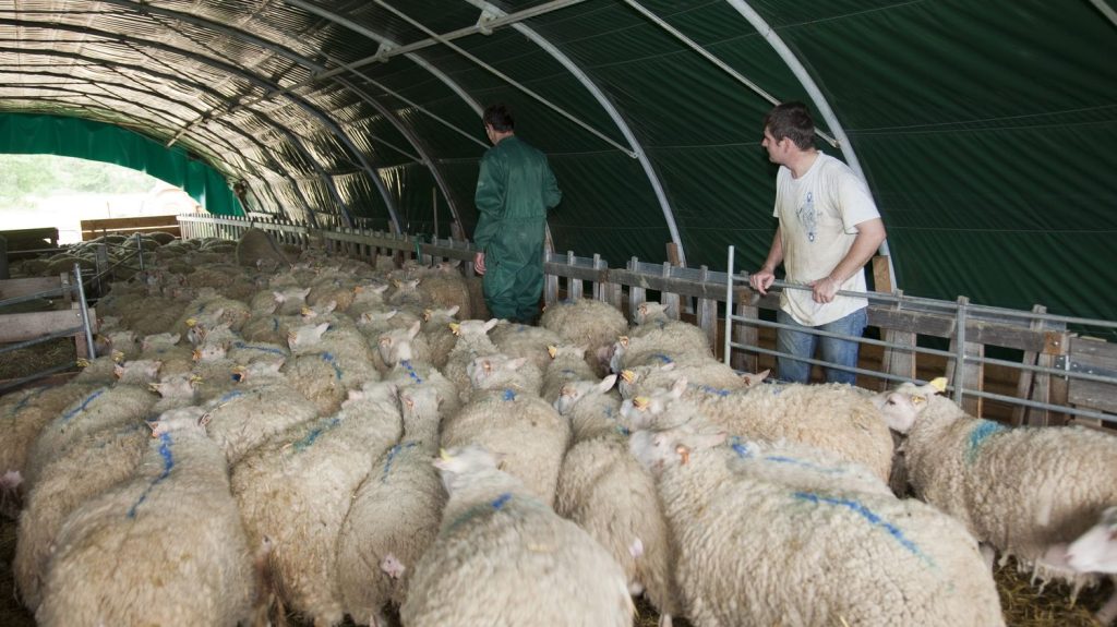 Agriculture : les troupeaux du nord de la France sous la menace d'une nouvelle souche de la fièvre catarrhale ovine
Pour limiter les risques de contamination, le ministère de l'Agriculture a annoncé mercredi une mesure de restriction des déplacements des bêtes dans les départements limitrophes de la Belgique.