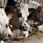 Gestion des cadavres de bêtes : la préfecture de la Manche demande des mesures d'urgences à l'opérateur en charge de l'équarrissage pour le département
Une usine d'équarrissage est surchargée et les cadavres de bêtes s'accumulent dans les élevages, comme dans plusieurs départements français. La préfecture de la Manche a pris un arrêté samedi pour accélérer les solutions.