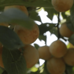 Agriculture : en Lorraine, la belle saison des mirabelles
En Lorraine, les vergers des producteurs de mirabelles ont été épargnés cette saison du gel et de la sécheresse, et les rendements sont donc meilleurs. Pour mieux anticiper les récoltes d'une année sur l'autre, un robot est testé dans une commune de la Meuse.
