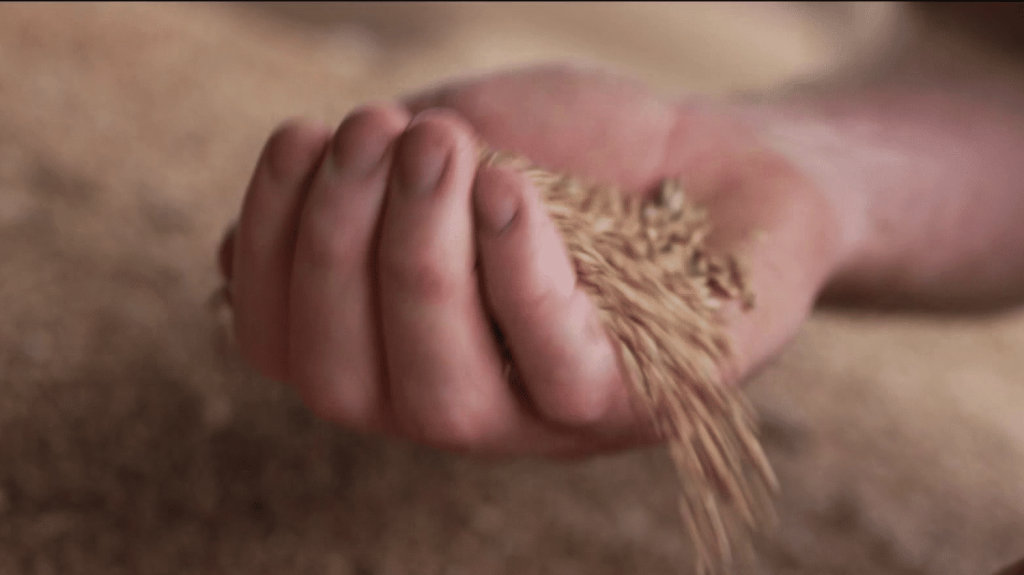 Agriculture : la pire moisson depuis quarante ans en France
Les récoltes n’ont jamais été aussi faibles depuis quarante ans. Les fortes pluies et le manque de soleil ont eu un impact considérable sur les moissons.