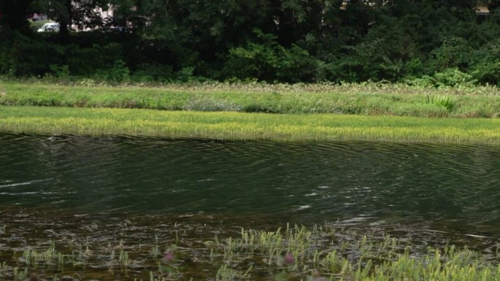 Environnement : des plantes invasives dans les canaux du nord de la France
Le myriophylle, une plante venue d'Amérique du Nord, est arrivée en France en 2011. Depuis, elle a colonisé les canaux du nord du pays, rendant les activités fluviales impossibles.