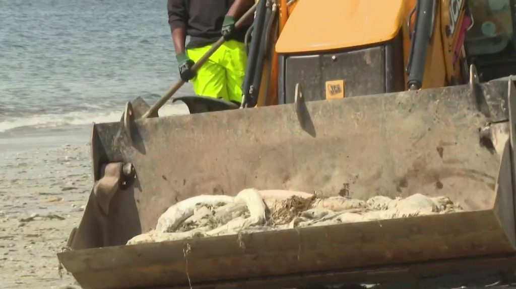 Finistère : pourquoi des dizaines de poissons morts s'échouent-ils sur la plage ?
Depuis quelques jours, des congres s'échouent par dizaines sur les plages de Concarneau (Finistère). Un phénomène inquiétant qui pourrait être causé par des algues.