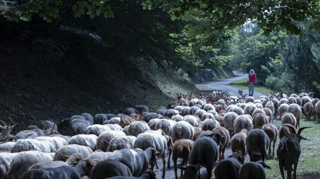 L'Etat va prendre en charge les frais vétérinaires des vaccins délivrés aux animaux suspects de fièvre catarrhale ovine, dans l'espoir d'endiguer l'épidémie
Trois foyers de fièvre catarrhale ovine du nouveau sérotype 3 ont été confirmés lundi dans le nord de la France, alors que l'épidémie animale a débuté aux Pays-Bas en septembre 2023.