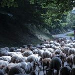 L'Etat va prendre en charge les frais vétérinaires des vaccins délivrés aux animaux suspects de fièvre catarrhale ovine, dans l'espoir d'endiguer l'épidémie
Trois foyers de fièvre catarrhale ovine du nouveau sérotype 3 ont été confirmés lundi dans le nord de la France, alors que l'épidémie animale a débuté aux Pays-Bas en septembre 2023.