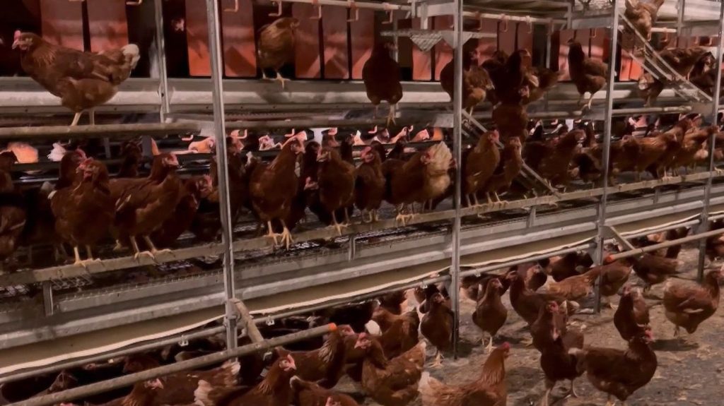 Oise : un poulailler avec 1,2 million d'animaux inquiète
Dans l'Oise, la ferme du Pré abrite déjà 900 000 poules pondeuses, mais pourrait s'agrandir pour en accueillir 1,2 million. Ce projet divise les consommateurs.