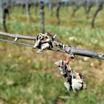 Le ministère de l'Agriculture alerte sur l'une "des plus faibles récoltes" de blé "des 40 dernières années"
(nouvelle fenêtre)
Entre maladies, gel et grêle, un rapport officiel pointe une production agricole en berne en 2024.