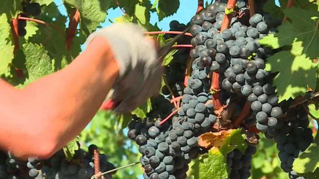 Vins : les raisins déjà à maturité pour les Côtes de Provence
La cueillette des raisins a commencé en Provence, un peu plus tôt que d'habitude. Grâce à la pluie, les raisins sont beaux et la récolte s'annonce prometteuse.