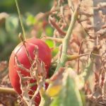 Sécheresse : de nouvelles restrictions dans 85 communes du Var
L'alerte sécheresse a été étendue à 85 communes du Var, où la situation continue de se détériorer. Des mesures strictes sont désormais appliquées, vendredi 30 août.