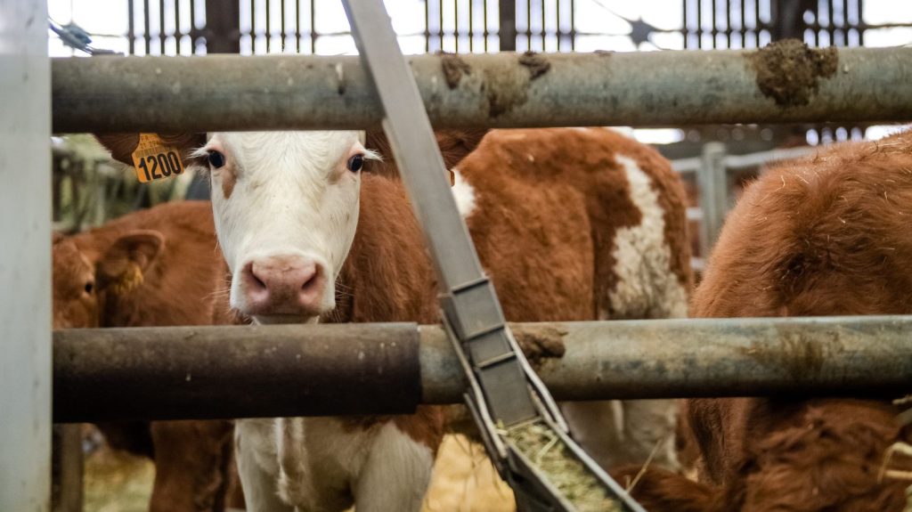 La gestion des cadavres de bêtes perturbée dans plusieurs départements à cause de la saturation d'usines d'équarrissage
Ces difficultés s'expliquent notamment par la vague de chaleur de fin juillet-début août qui engendre "une surmortalité du bétail".