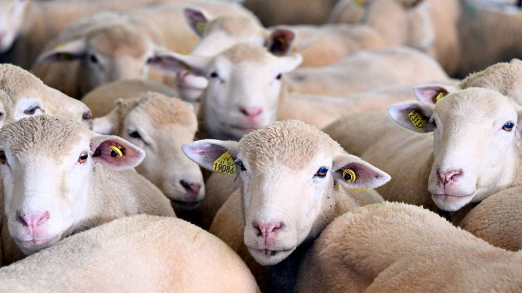 Un ramassage de cadavres d'animaux organisé en urgence dans les Vosges pour faire face à la saturation de l'équarrissage
La collecte d'animaux morts est saturée dans plusieurs départements. Un ramassage d'urgence est prévu dans les Vosges par une nouvelle entreprise, alors que l'entreprise habituelle n'est "pratiquement plus passée" dans le département depuis dix jours.