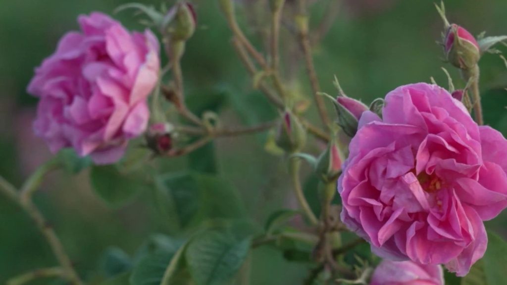 Bulgarie : à la découverte de la vallée des roses
Chaque année, des bourgeons de rose servent à fabriquer l'huile de rose, l'une des plus chères au monde. Ces fleurs sont notamment cultivées en Bulgarie.