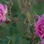 Bulgarie : à la découverte de la vallée des roses
Chaque année, des bourgeons de rose servent à fabriquer l'huile de rose, l'une des plus chères au monde. Ces fleurs sont notamment cultivées en Bulgarie.
