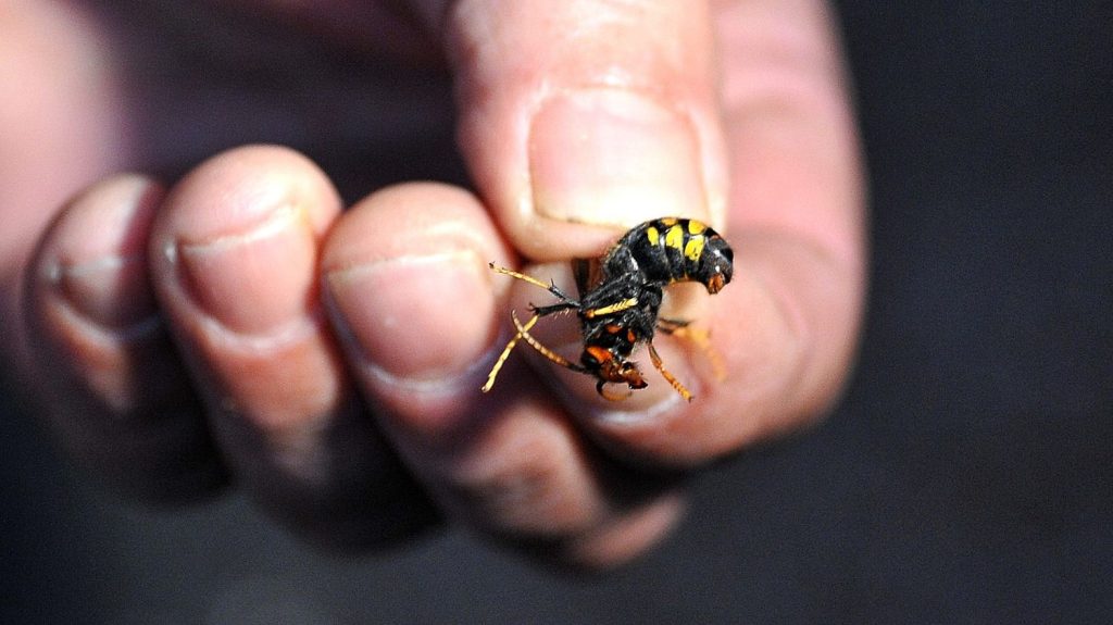 Attaque mortelle de frelons asiatiques en Côtes-d’Armor : une femme déjà blessée au même endroit trois jours plus tôt
Lundi, une randonneuse de 77 ans est morte à Pleudihen-sur-Rance, attaqués par les insectes.