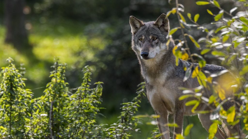Une équipe spécialisée pour abattre un loup déployée dans les Ardennes
Un éleveur, qui a perdu plusieurs bêtes depuis le mois de mai, a été autorisé à abattre l'animal mais c'est une équipe notamment composée de chasseurs qui va s'en charger.