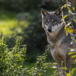Une équipe spécialisée pour abattre un loup déployée dans les Ardennes
Un éleveur, qui a perdu plusieurs bêtes depuis le mois de mai, a été autorisé à abattre l'animal mais c'est une équipe notamment composée de chasseurs qui va s'en charger.
