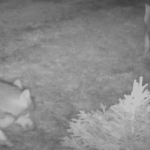 Jura : les solutions des éleveurs laitiers pour se protéger des attaques de loups
L’Union européenne a donné son feu vert pour abaisser le statut de protection des loups de strict à simple. Il sera possible d’en éliminer dans les régions où ils sont jugés trop nombreux. Cela pourrait être le cas dans le Jura, où ces prédateurs s'en prennent aux vaches.