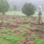 Reportage
Ouverture de la chasse : dans le Morbihan, la prolifération du sanglier devient un enjeu quotidien pour les habitants, les agriculteurs et même les chasseurs
Dans le Morbihan, certains habitants se tournent vers la chasse pour tenter d'enrayer la présence de sangliers, nuisibles pour les agriculteurs.