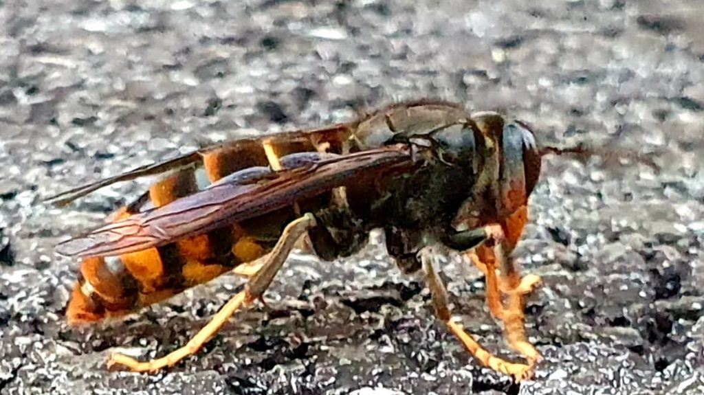 Une randonneuse de 77 ans meurt après une attaque de frelons asiatiques dans les Côtes-d'Armor
Un groupe de huit randonneurs a été attaqué sur un chemin de Pleudihen-sur-Rance. Seuls trois d'entre eux en sont sortis indemnes.