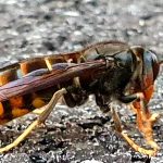 Une randonneuse de 77 ans meurt après une attaque de frelons asiatiques dans les Côtes-d'Armor
Un groupe de huit randonneurs a été attaqué sur un chemin de Pleudihen-sur-Rance. Seuls trois d'entre eux en sont sortis indemnes.