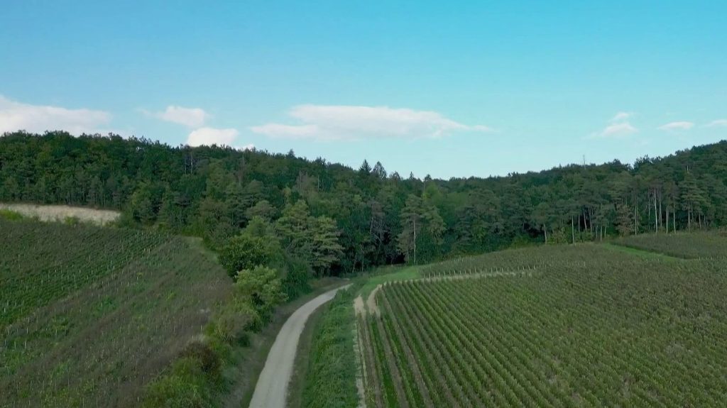 Patrimoine : à la découverte des terres champenoises
Le 13 Heures vous emmène, vendredi 20 septembre, à la découverte de l’Aube et des terres qui permettent de produire le nectar local : le champagne.