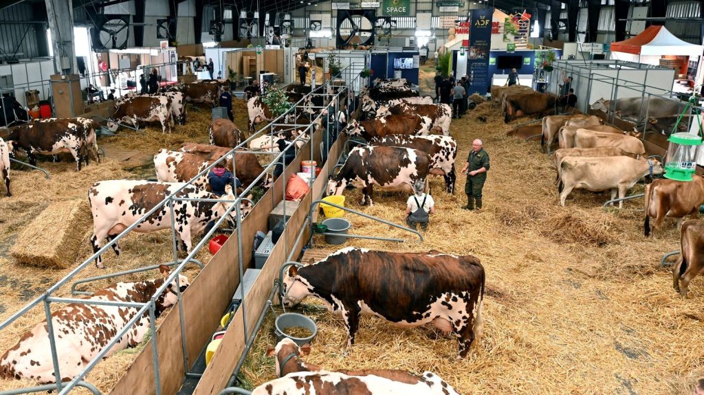 Reportage
"Il nous faut des vaccins" : au salon international de l'élevage français, les professionnels inquiets de la propagation des maladies épizootiques
La fièvre catarrhale ovine, la maladie hémorragique épizootique et la grippe aviaire mettent à mal les élevages français assurent les professionnels du secteur présents au Space à Rennes.