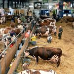 Reportage
"Il nous faut des vaccins" : au salon international de l'élevage français, les professionnels inquiets de la propagation des maladies épizootiques
La fièvre catarrhale ovine, la maladie hémorragique épizootique et la grippe aviaire mettent à mal les élevages français assurent les professionnels du secteur présents au Space à Rennes.