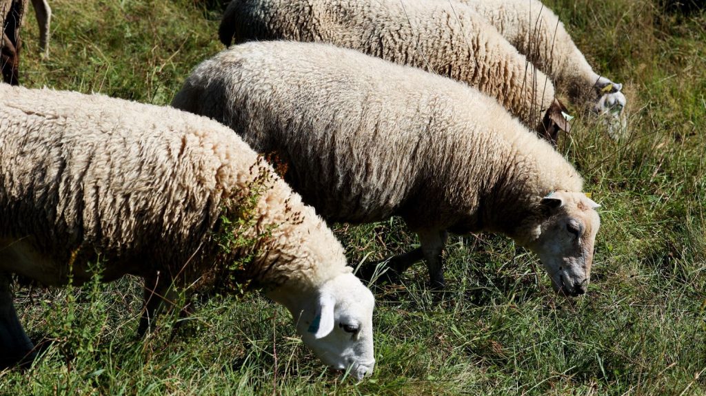 Fièvre catarrhale : "entre 3 000 et 5 000 bêtes ont déjà succombé" en Corse, selon l’Interprofession laitière ovine caprine corse
"Un tiers des troupeaux sont touchés dans l'île, on recense près d'une centaine de foyers avec une prépondérance en Haute-Corse par rapport à la Corse-du-Sud", déplore, jeudi sur France Bleu RCFM, Elodie Durizi, présidente de l’ILOCC et éleveuse à Pianiccia.