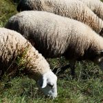 Fièvre catarrhale : "entre 3 000 et 5 000 bêtes ont déjà succombé" en Corse, selon l’Interprofession laitière ovine caprine corse
"Un tiers des troupeaux sont touchés dans l'île, on recense près d'une centaine de foyers avec une prépondérance en Haute-Corse par rapport à la Corse-du-Sud", déplore, jeudi sur France Bleu RCFM, Elodie Durizi, présidente de l’ILOCC et éleveuse à Pianiccia.