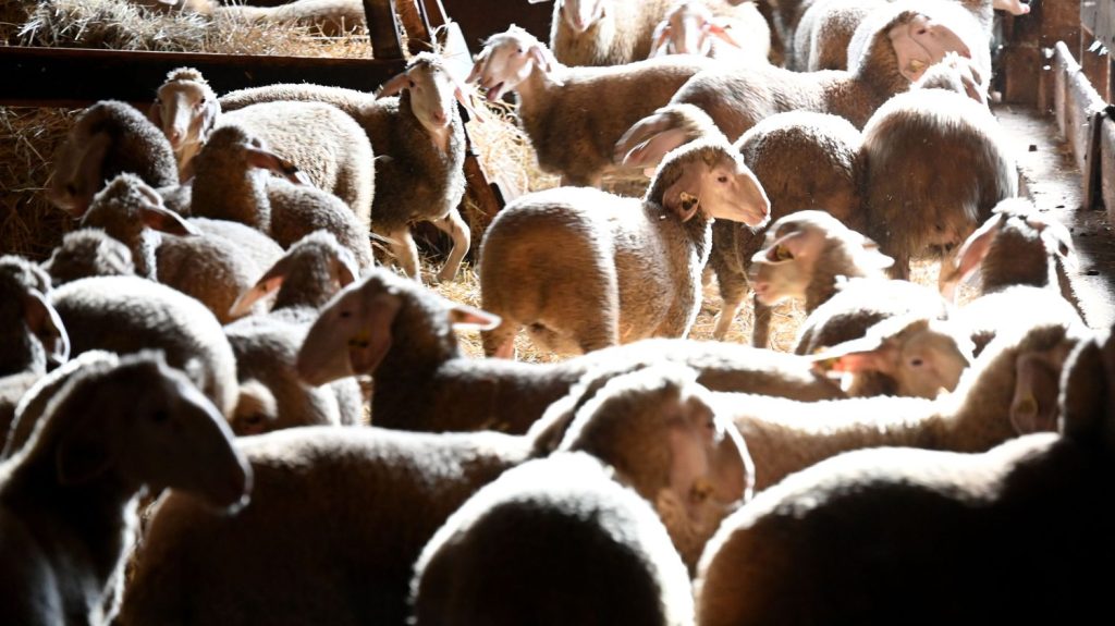 Fièvre catarrhale ovine : le nombre de foyers a presque triplé en une semaine, touchant 22 départements français
Cette maladie virale, non transmissible à l'homme, s'est propagée essentiellement dans le quart nord-est du pays, avec près de 2 000 foyers confirmés.