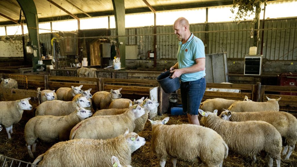 Fièvre catarrhale ovine : 712 foyers recensés en France, les éleveurs démunis malgré 5,3 millions de doses de vaccins supplémentaires
Le sérotype 3, apparu en 2023 aux Pays-Bas, près d’Amsterdam, a été détecté pour la première fois en France le 5 août dernier dans le département du Nord.
